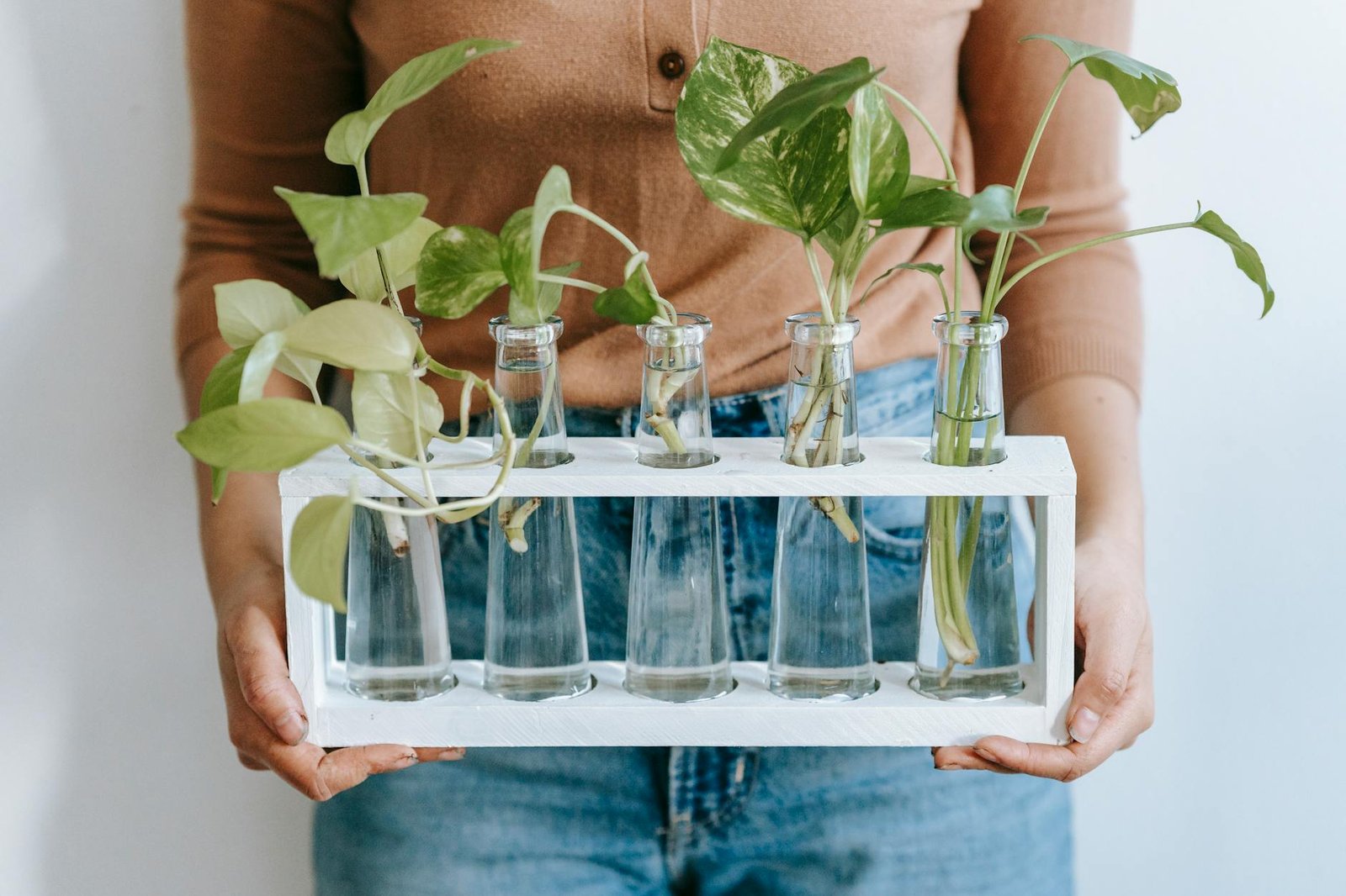 Plantas Fáceis de Cuidar para Apartamento: O Guia Definitivo para um Lar Verde e Feliz — plantas fáceis de cuidar para aparta